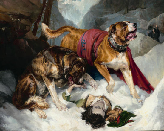 Alpine Mastiffs Reanimating a Distressed Traveller