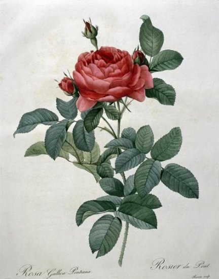 Rosa Gallica (Pontiana)