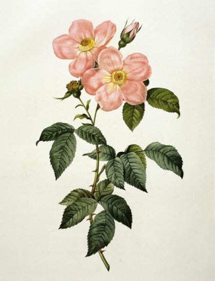 Rosa Indica Frangras (Flora Simplici)