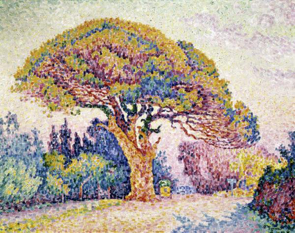 Pine Tree in St. Tropez