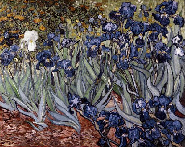 Irises
