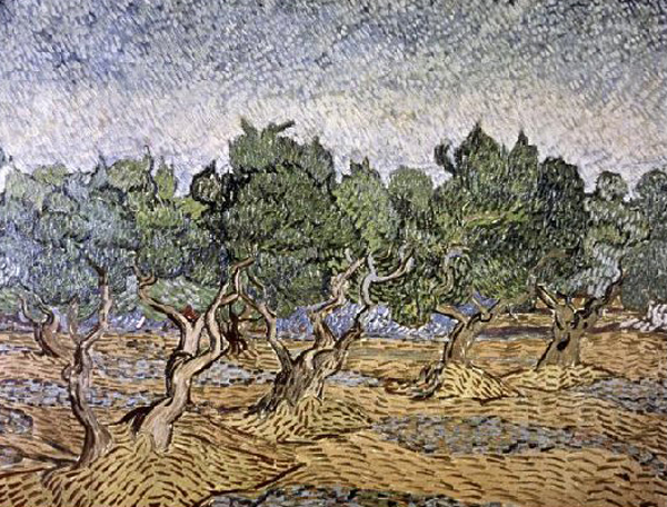 Olive Orchard - Violet Soil