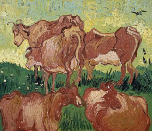 The Cows