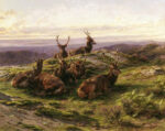 Stags at Rose