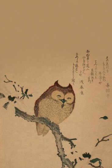 Owl On a Branch