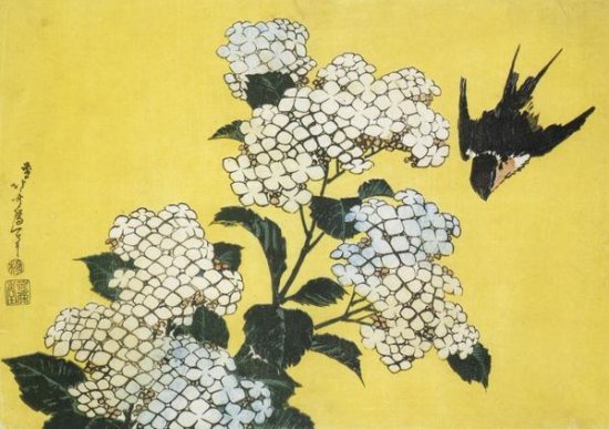 Hrdrangea and Swallow
