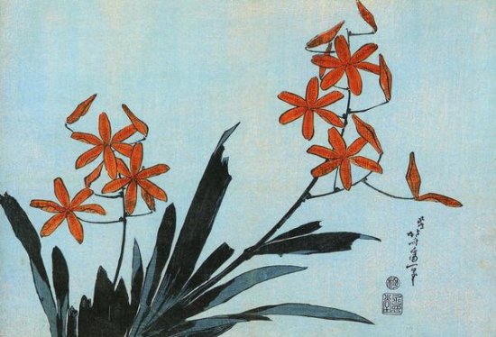 Orange Orchids