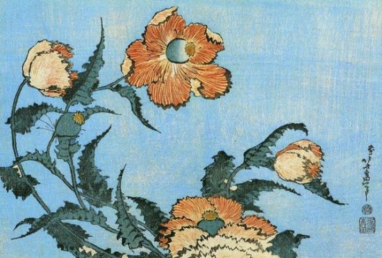Poppies
