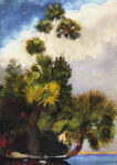 Palm Trees, Florida