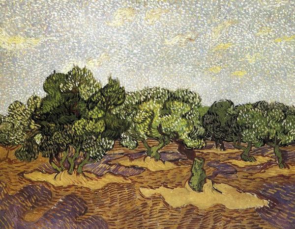Olive Grove with a Pale Blue Sky