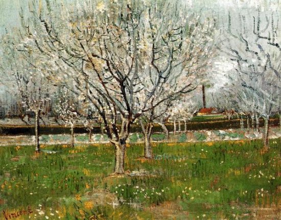 Plum Trees in Blossom
