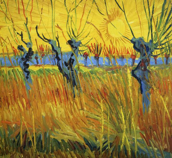 Willows At Sunset