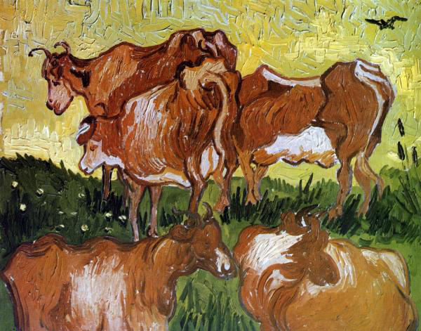 Cows