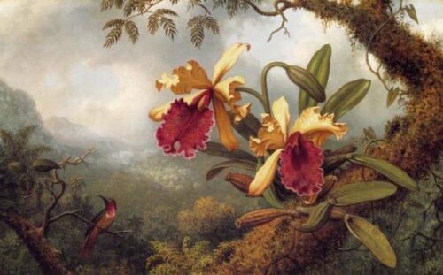 Orchid andHummingbird