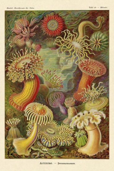 Haeckel Nature Illustrations - Actiniae