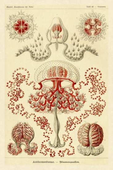 Haeckel Nature Illustrations - Anthomedusae