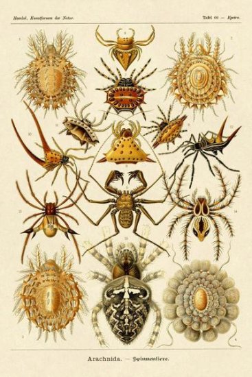 Haeckel Nature Illustrations - Spiders