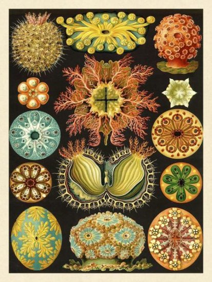 Haeckel Nature Illustrations - Ascidiae