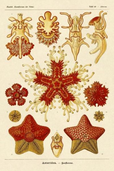 Haeckel Nature Illustrations - Starfish