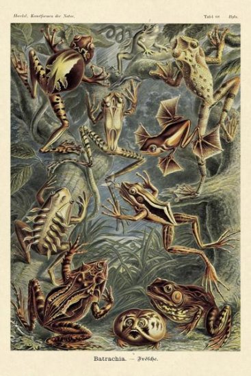 Haeckel Nature Illustrations - Frogs