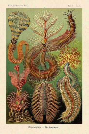 Haeckel Nature Illustrations - Worms