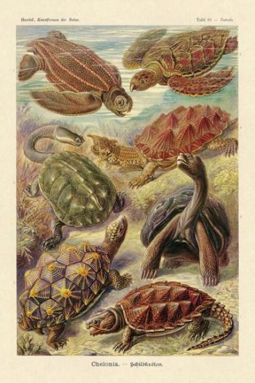 Haeckel Nature Illustrations - Turtles