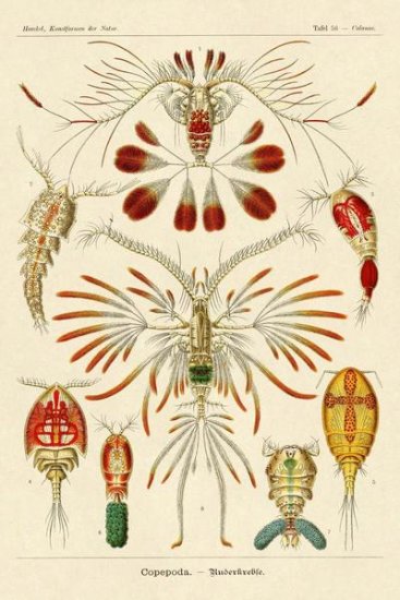 Haeckel Nature Illustrations - Crustaceans