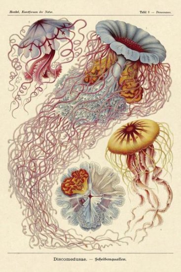 Haeckel Nature Illustrations - Jellyfish