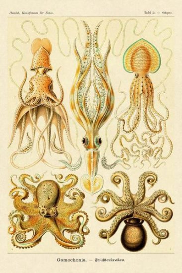Haeckel Nature Illustrations - Cephalopods