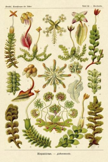Haeckel Nature Illustrations - Corals