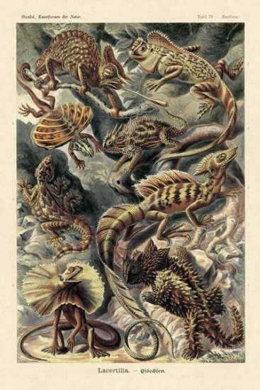 Haeckel Nature Illustrations - Lizards