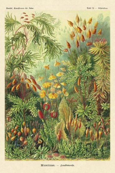 Haeckel Nature Illustrations - Muscinae