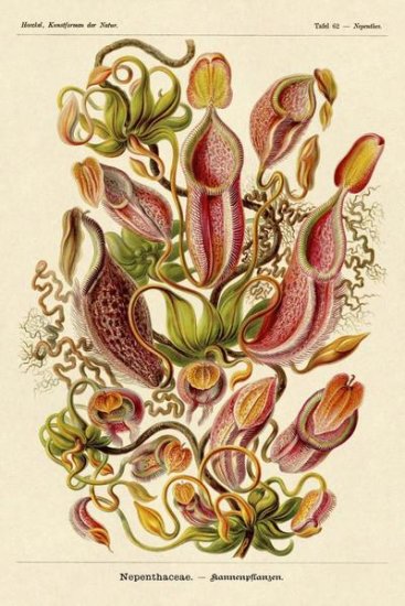 Haeckel Nature Illustrations - Pitcher Plants