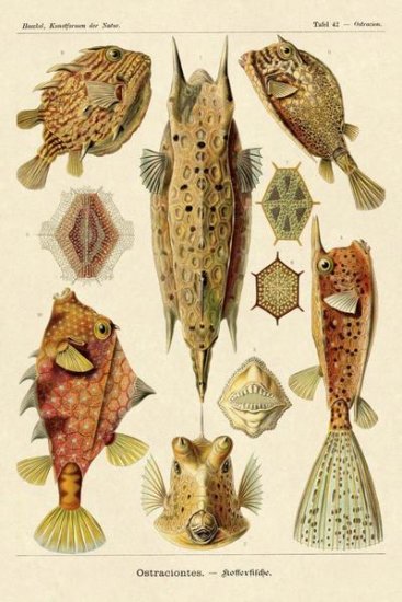Haeckel Nature Illustrations - Boxfish