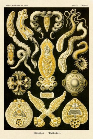 Haeckel Nature Illustrations - Flatworms