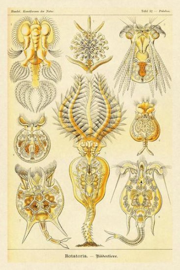 Haeckel Nature Illustrations - Rotatoria - rotifera worms