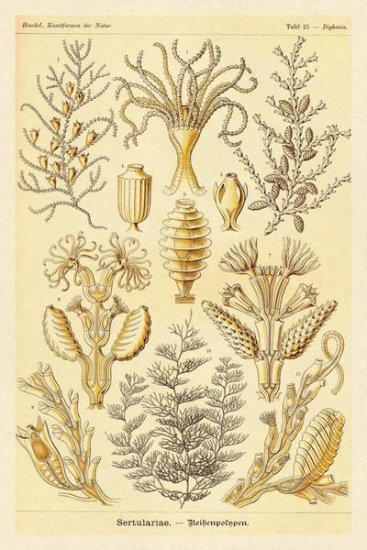 Haeckel Nature Illustrations - Sertulariae