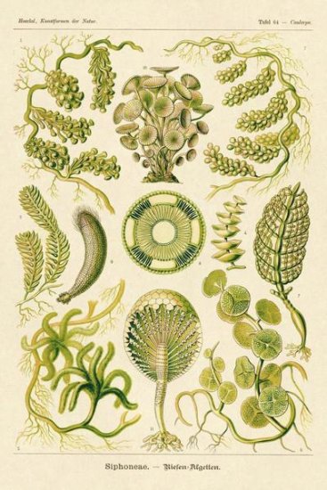 Haeckel Nature Illustrations - Siphoneae Hydrozoa