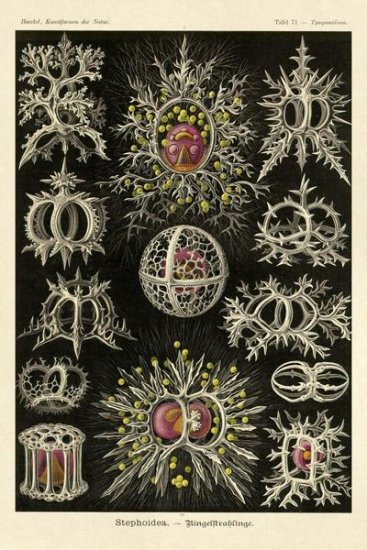 Haeckel Nature Illustrations - Stephoidea