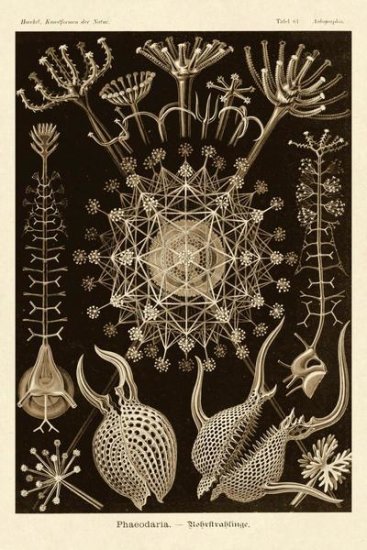Haeckel Nature Illustrations - Phaeodaria Radiolarians