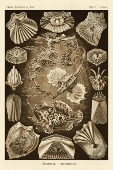 Haeckel Nature Illustrations - Teleostei - bony fishes