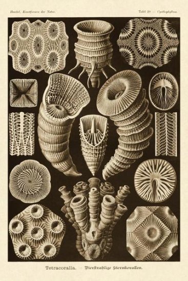 Haeckel Nature Illustrations - Tetracoralla - Coral