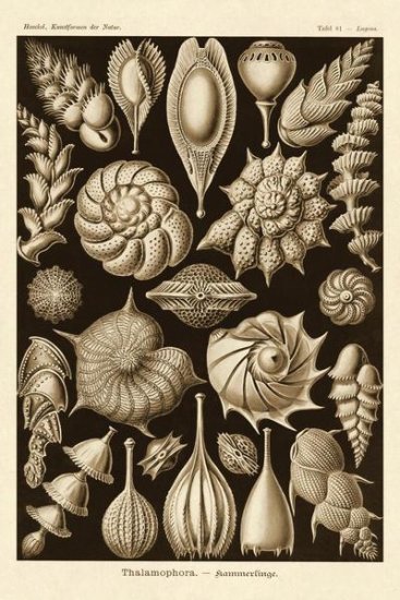 Haeckel Nature Illustrations - Thalamophora, Forminifera
