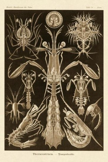 Haeckel Nature Illustrations - Thoracostraca - Crustaceans