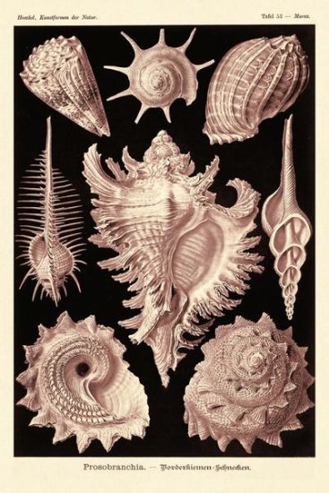 Haeckel Nature Illustrations - Gastropods