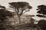 Cypress Point, Monterey, California, c. 1880s