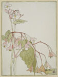 Beef Begonia