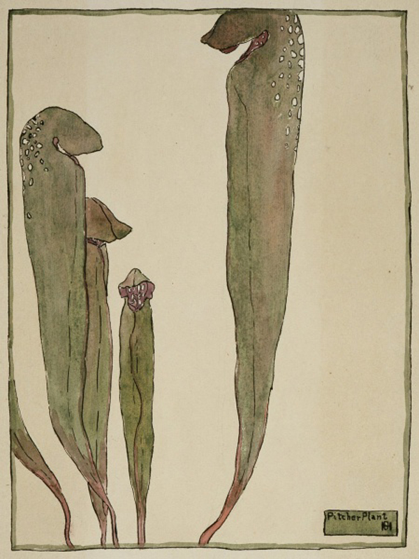 Pitcher Plant