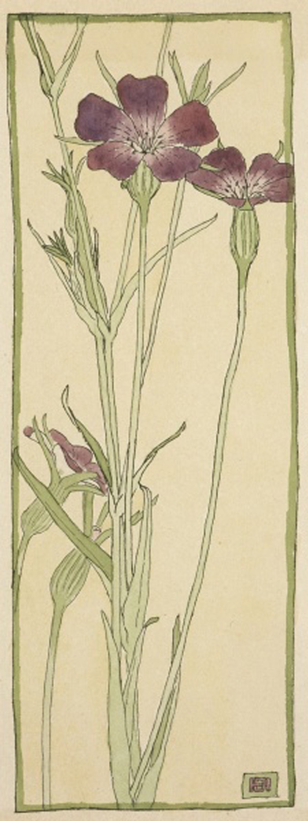Corn Cockle