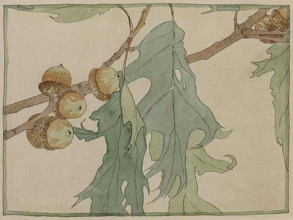 Oak / Acorns